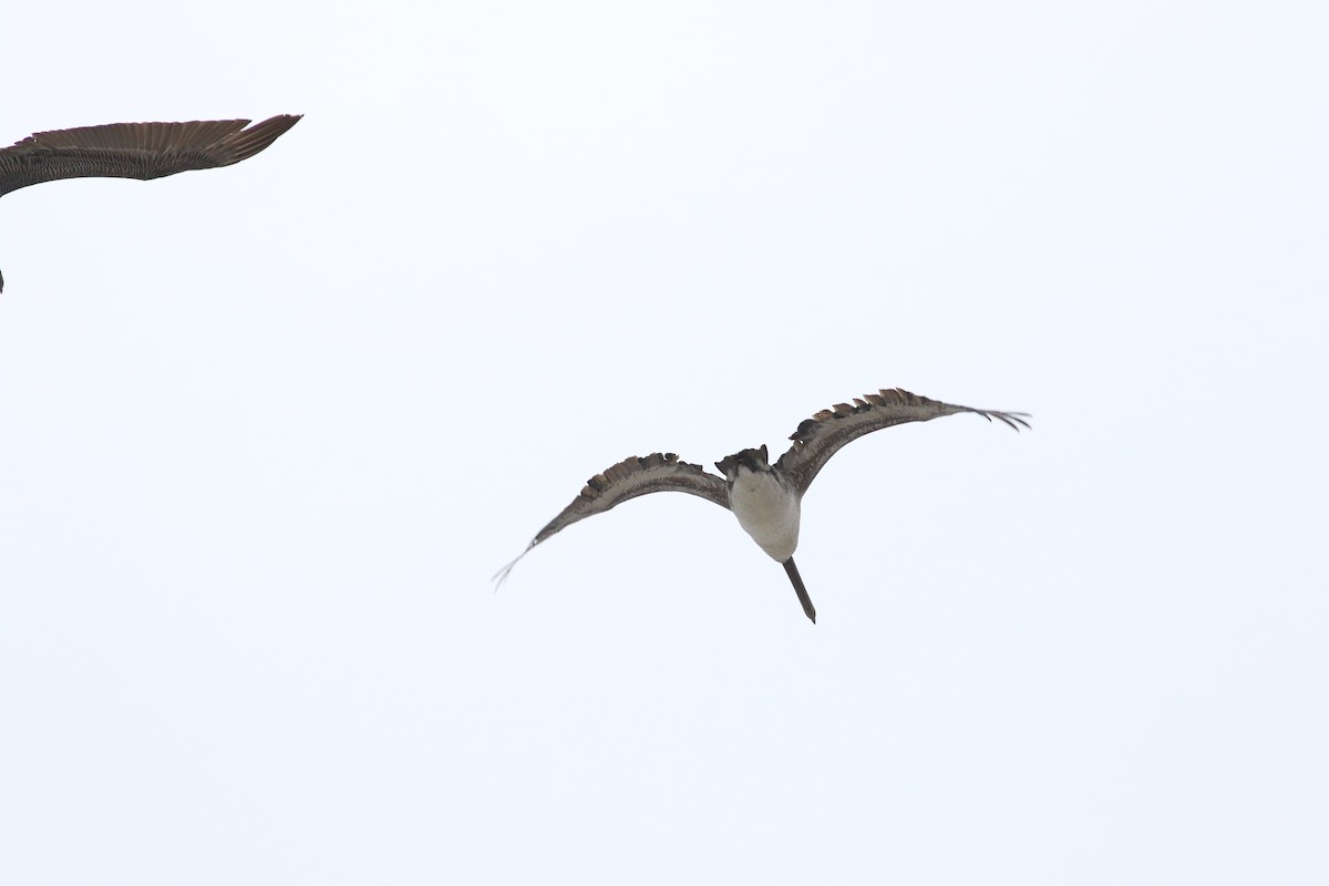 Brown Pelican - ML594071611