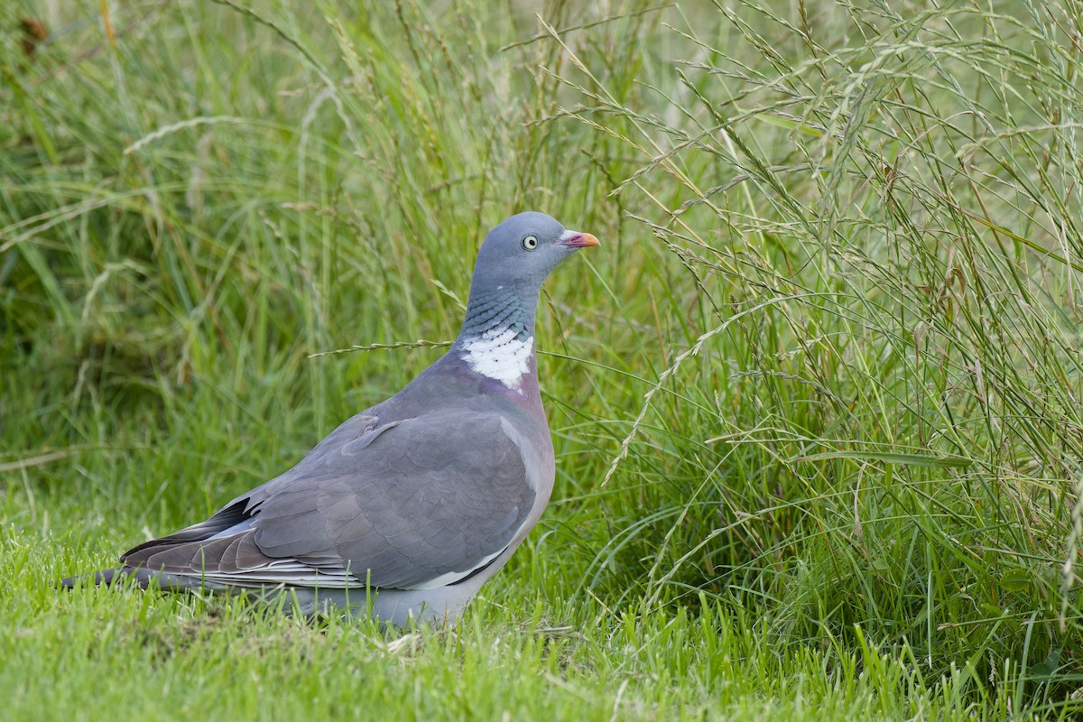 holub hřivnáč - ML594072241