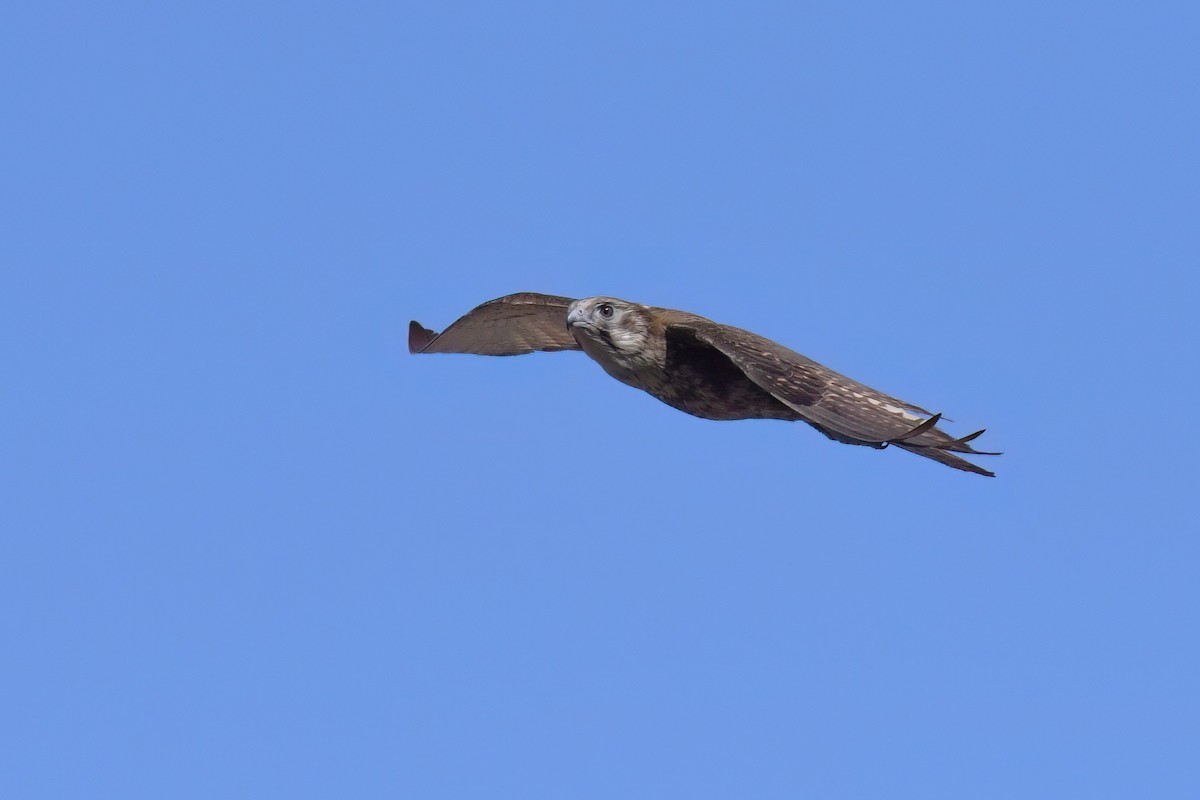 Brown Falcon - ML594073081