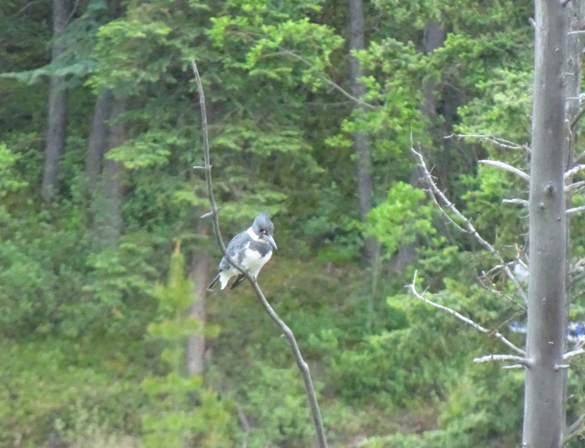 Belted Kingfisher - ML594073261