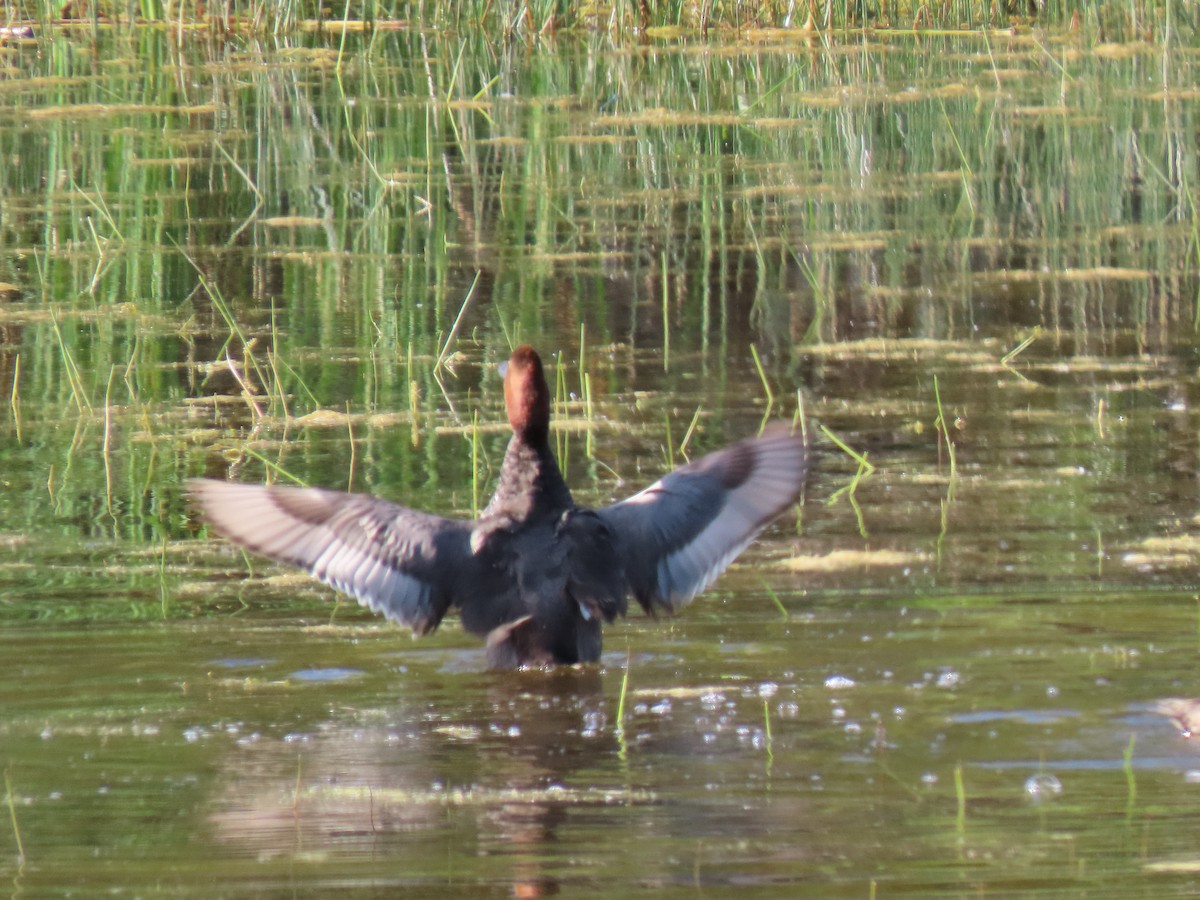 Redhead - ML594073311