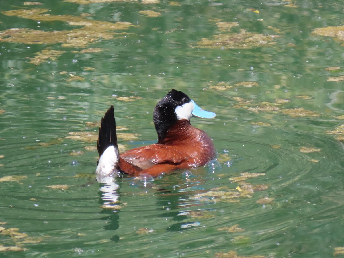 Ruddy Duck - ML594073381