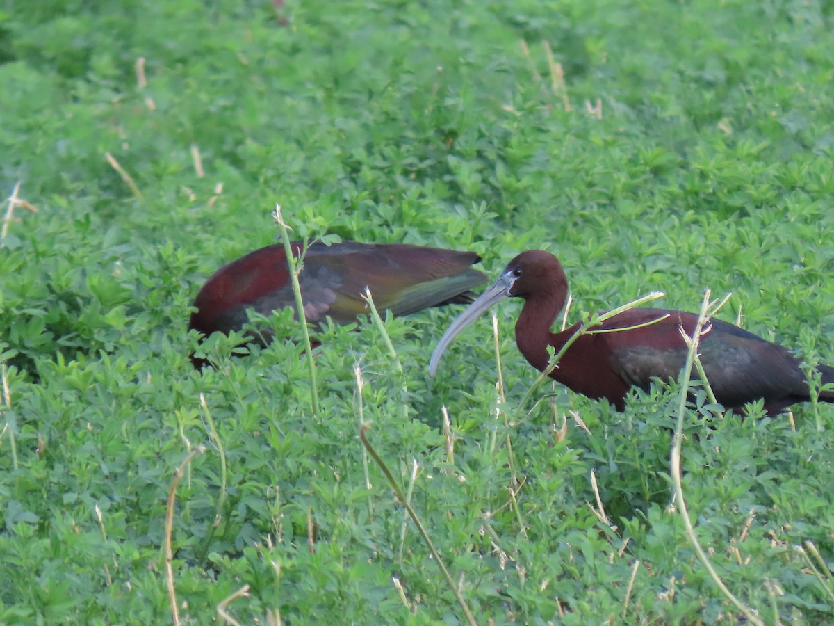 Glossy Ibis - ML594073481