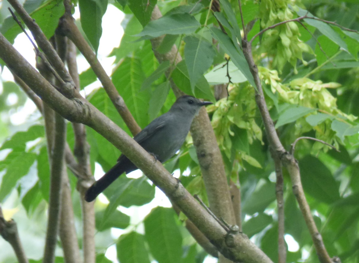 Pájaro Gato Gris - ML594074551