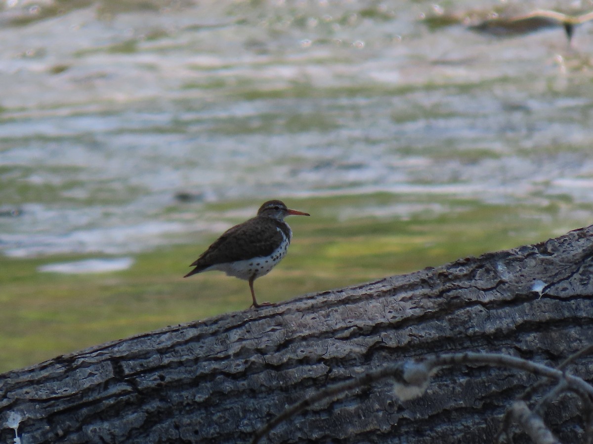 Spotted Sandpiper - ML594074581