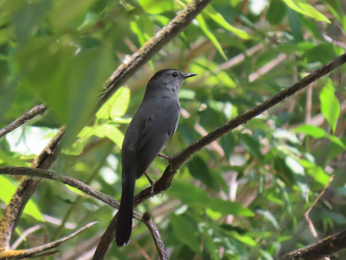 Gray Catbird - ML594074611