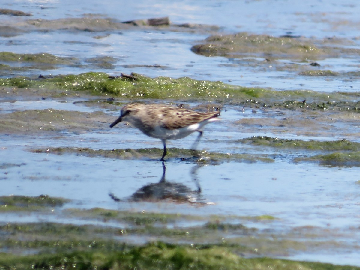 Semipalmated Sandpiper - ML594075321