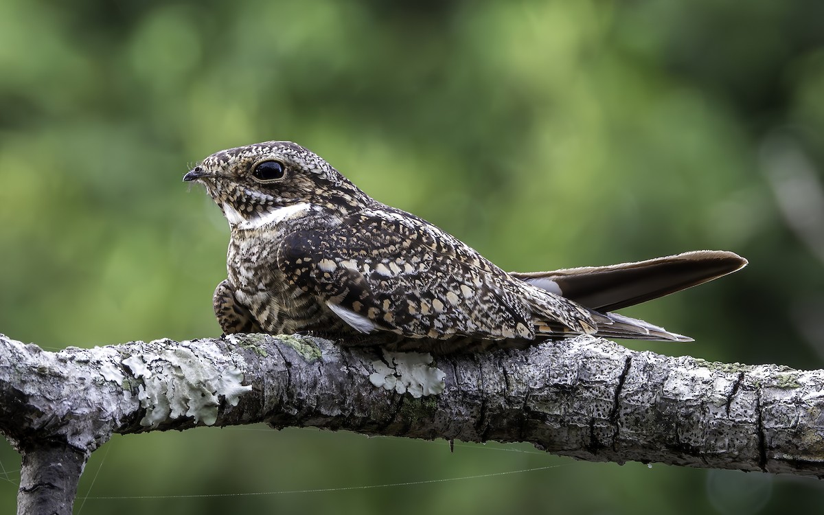 Lesser Nighthawk - ML594075751