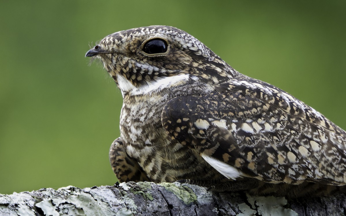 Lesser Nighthawk - ML594075811
