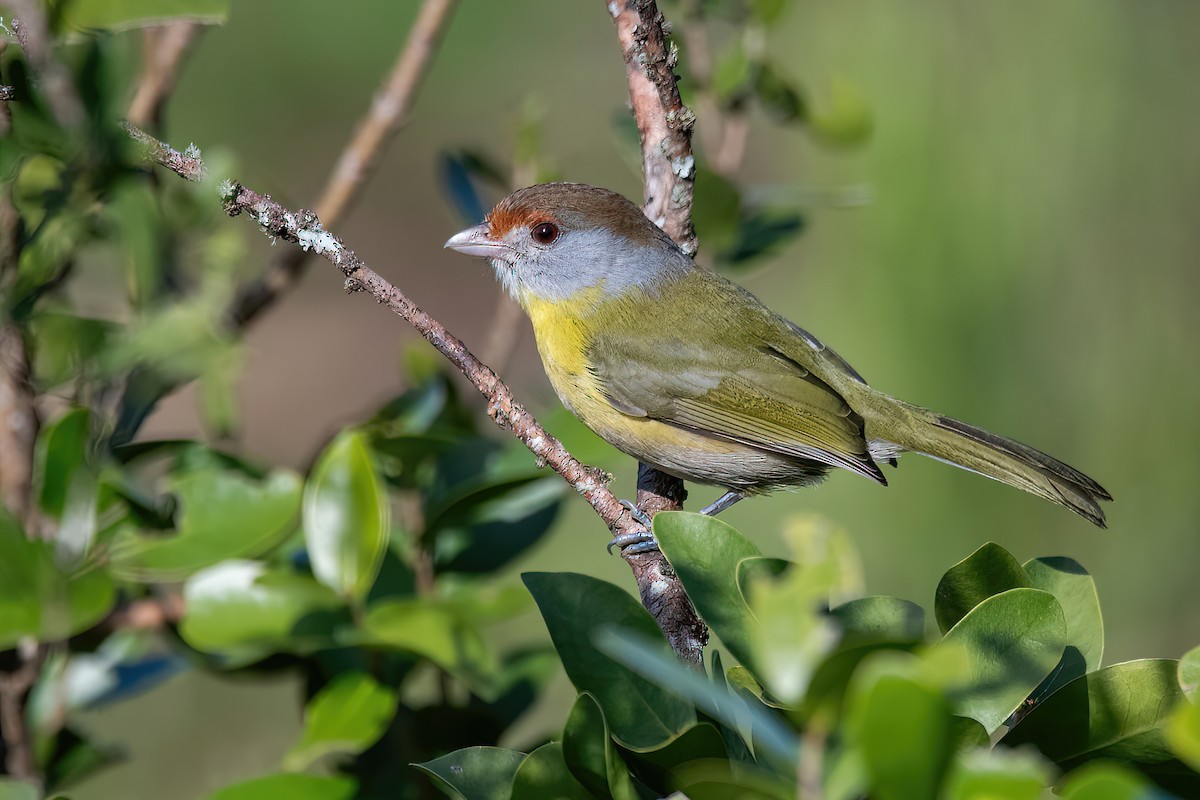 Rufous-browed Peppershrike - ML594076081