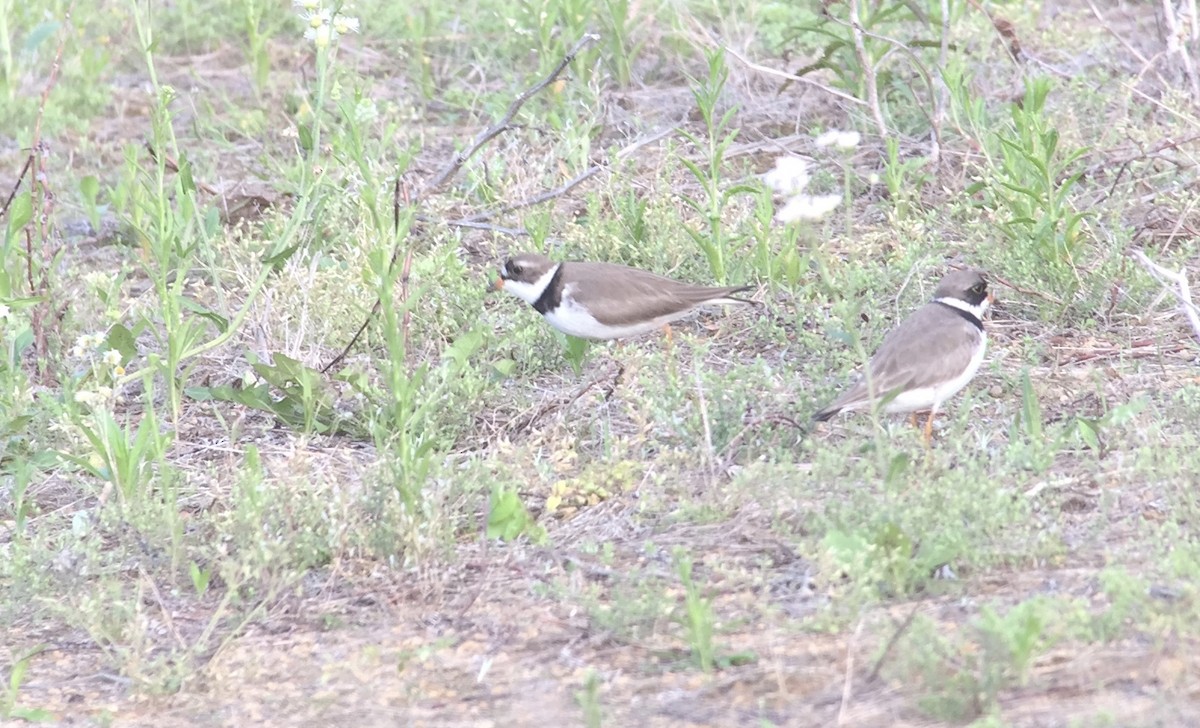 Semipalmated Plover - ML59407621