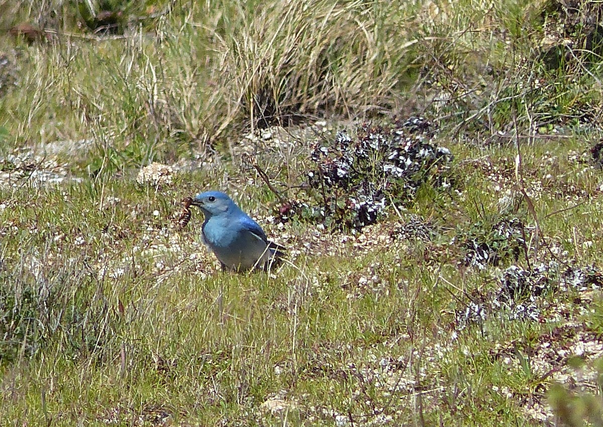 Mountain Bluebird - Gary Deghi