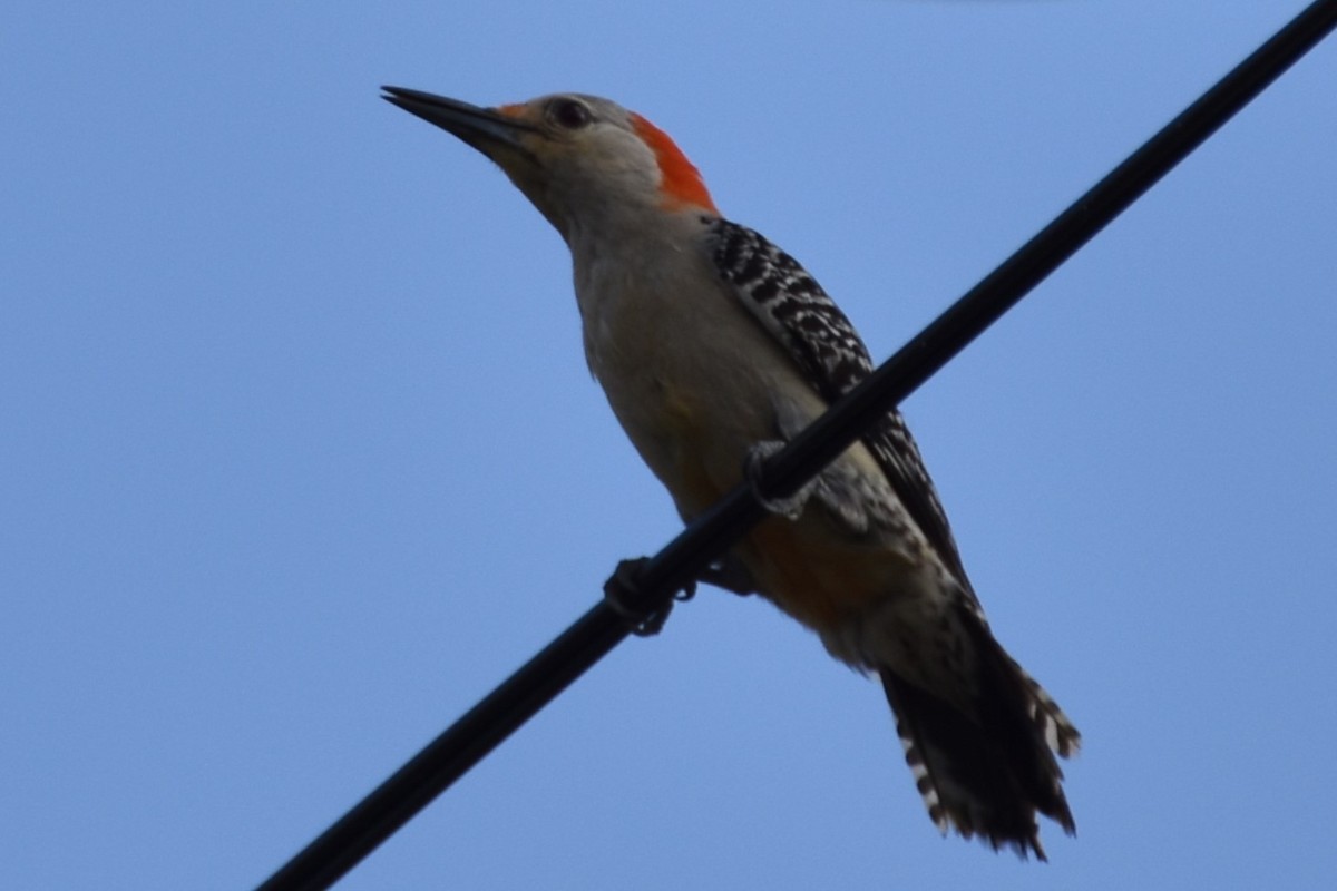 Red-bellied Woodpecker - ML594076951