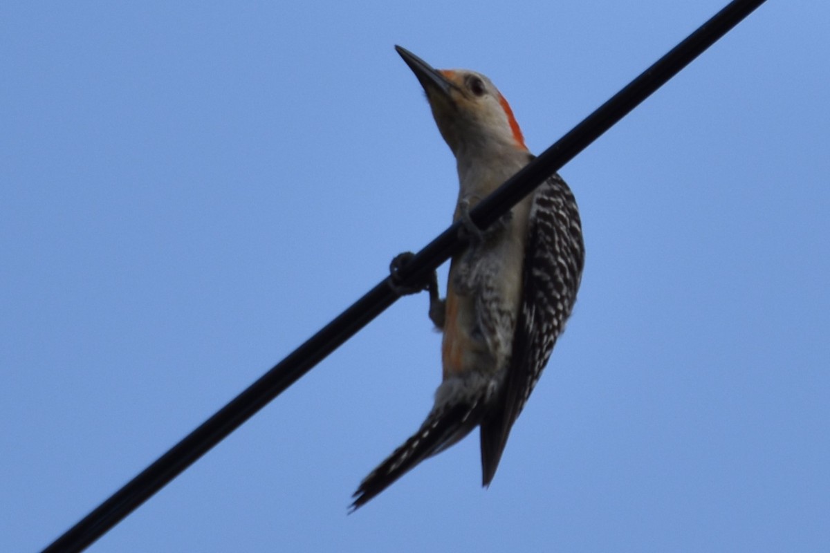 Red-bellied Woodpecker - ML594076971