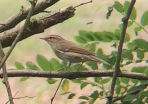 Arctic Warbler - Alex Nickley