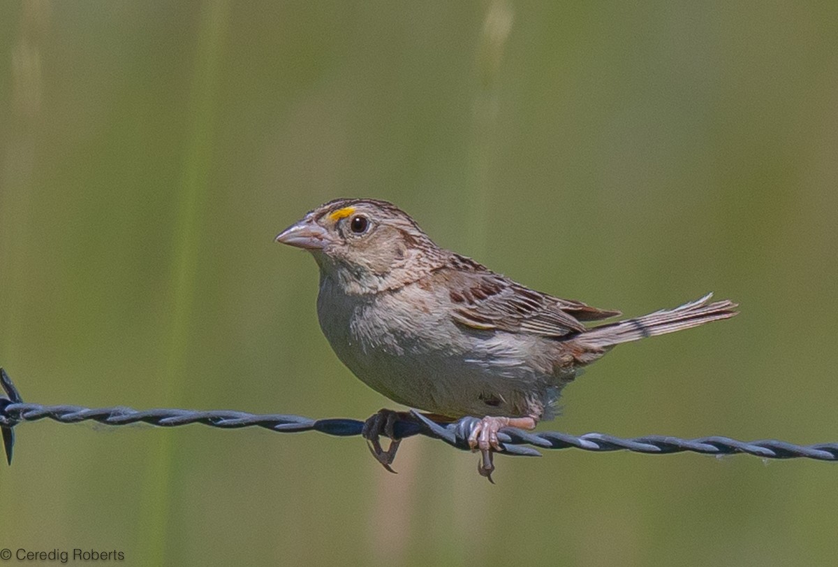 Grasshopper Sparrow - Ceredig  Roberts