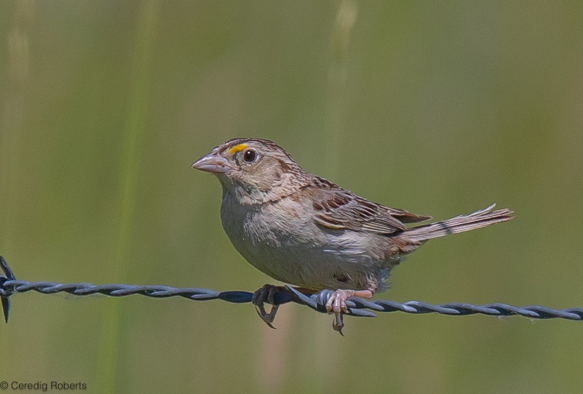 Chingolo Saltamontes - ML594077401