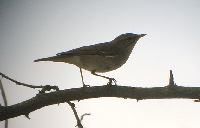 Arctic Warbler - ML59407751