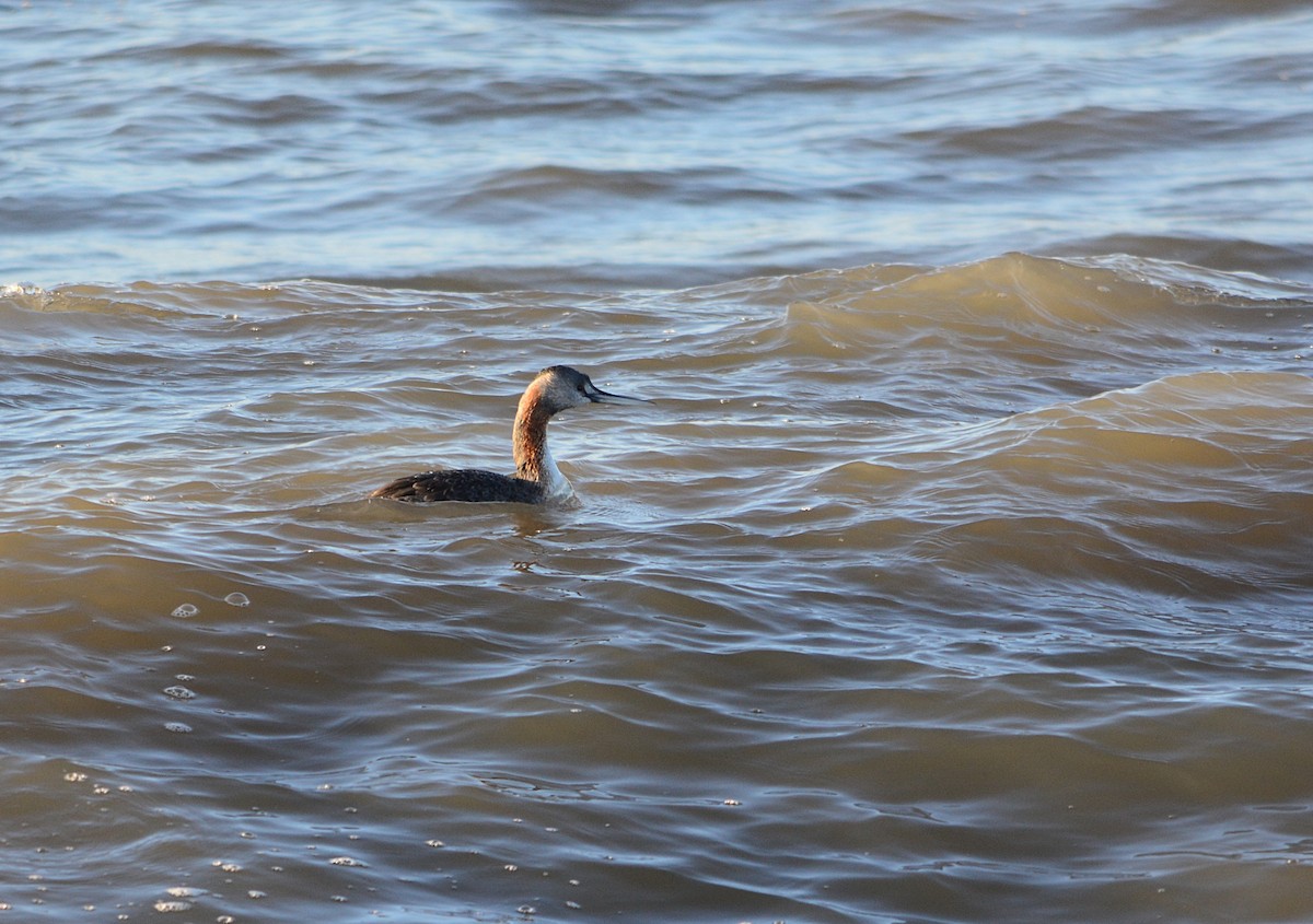 Great Grebe - ML594077961