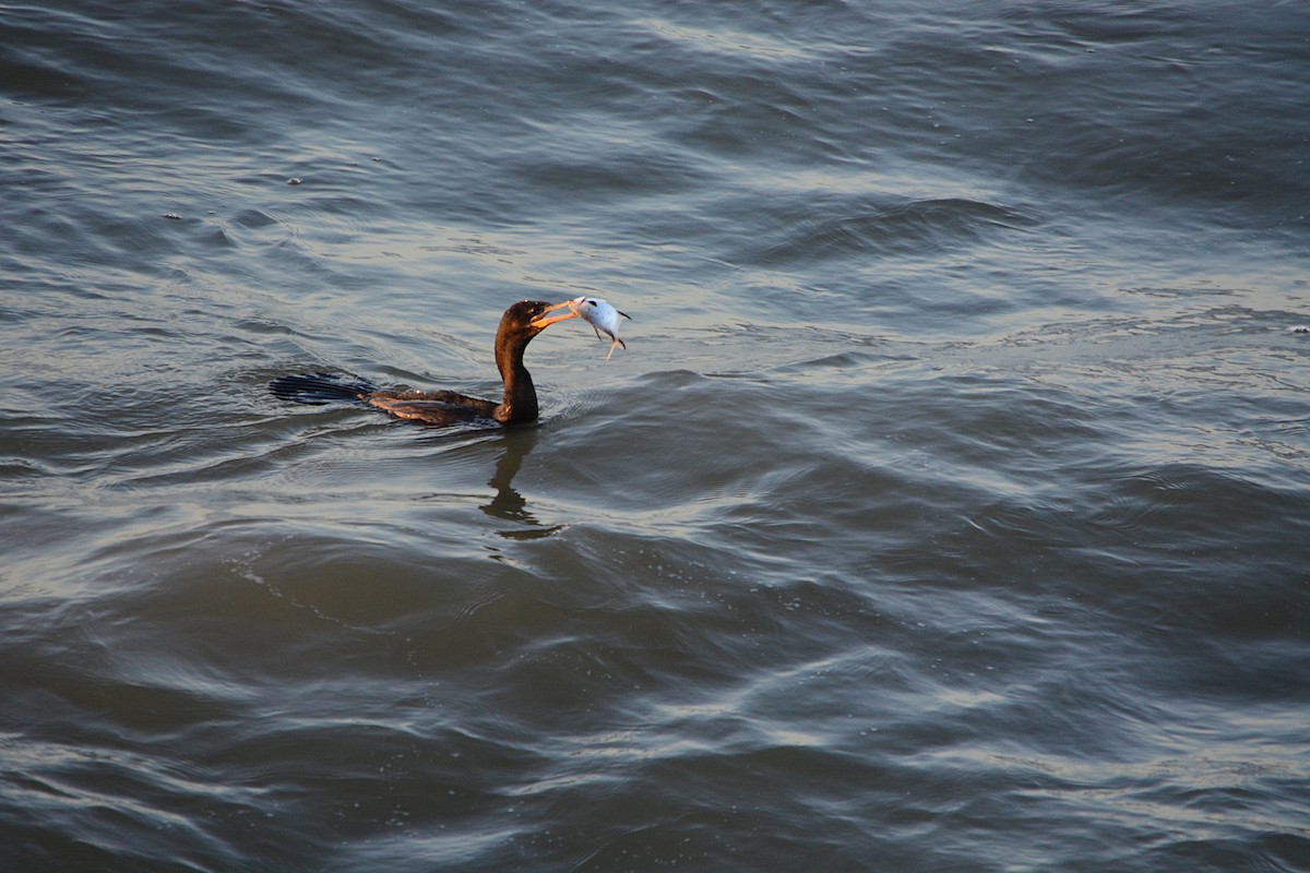 Neotropic Cormorant - João Gava Just