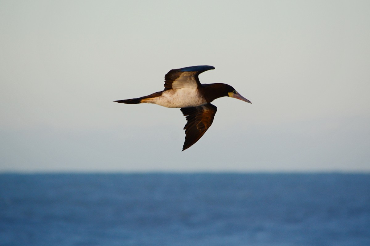 Brown Booby - João Gava Just