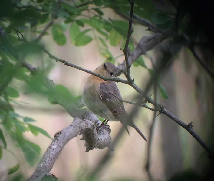 Mugimaki Flycatcher - ML59407851