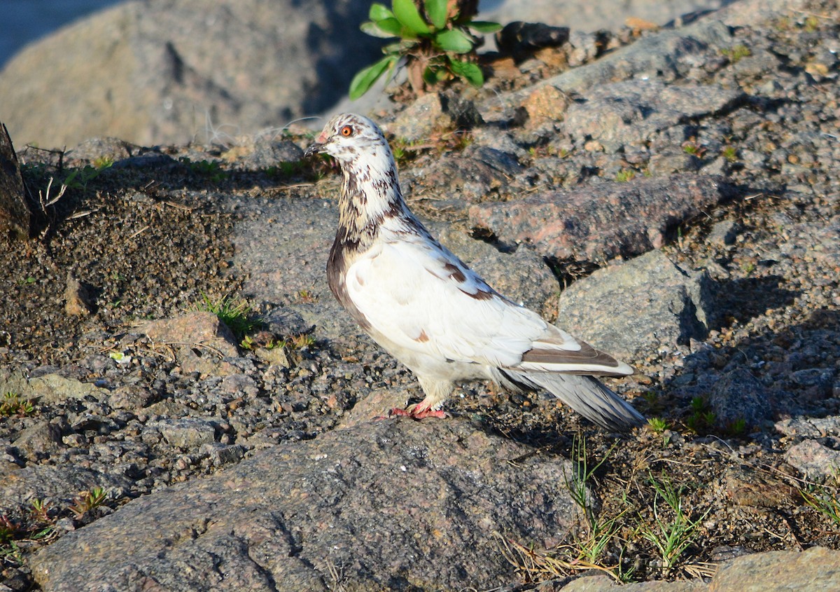 Сизый голубь (Одомашненного типа) - ML594078621