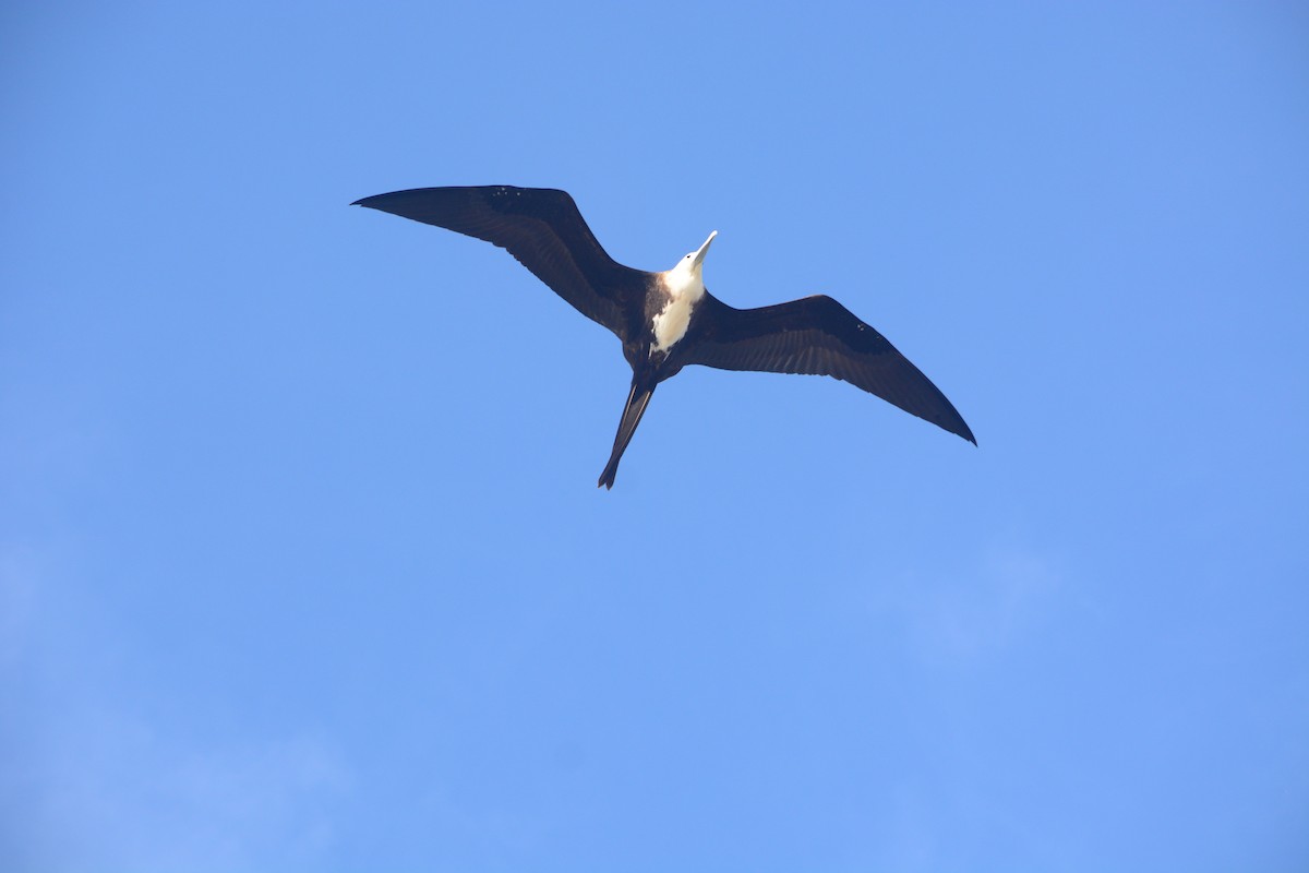 Magnificent Frigatebird - João Gava Just