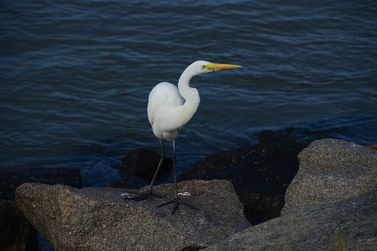 Great Egret - ML594078961