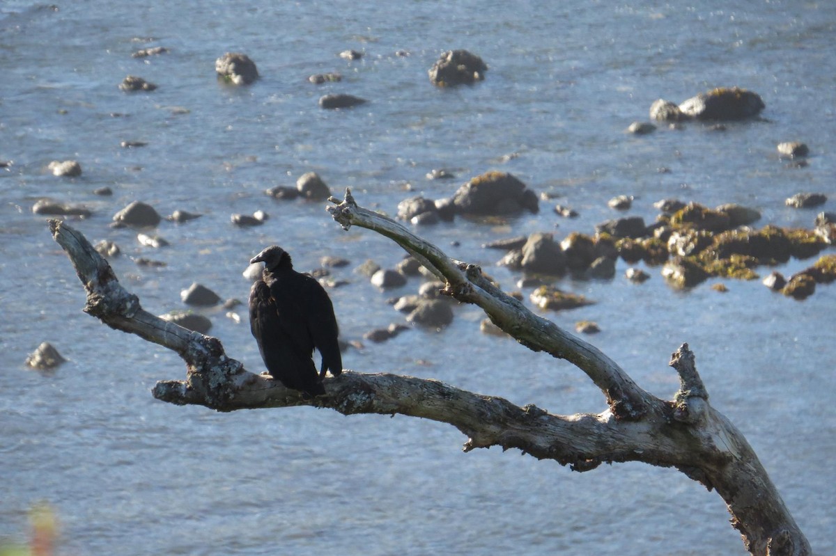 Black Vulture - ML59407941