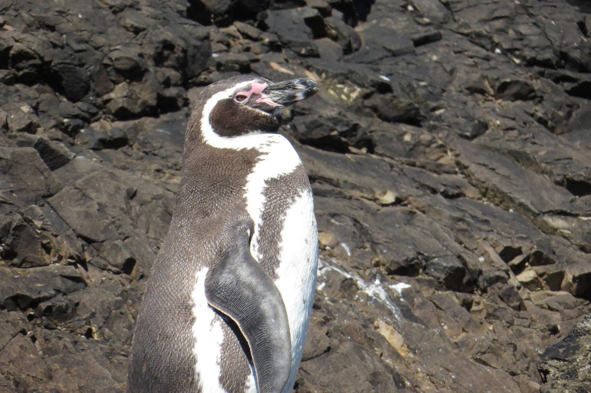 Humboldt Pengueni - ML59407961