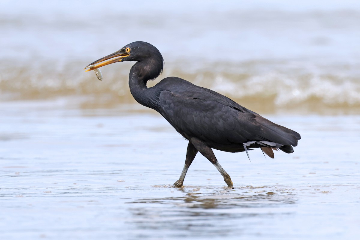 Pacific Reef-Heron - ML594079851