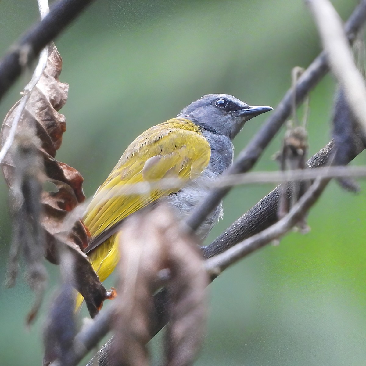 Gray-bellied Bulbul - Clayton  Peoples