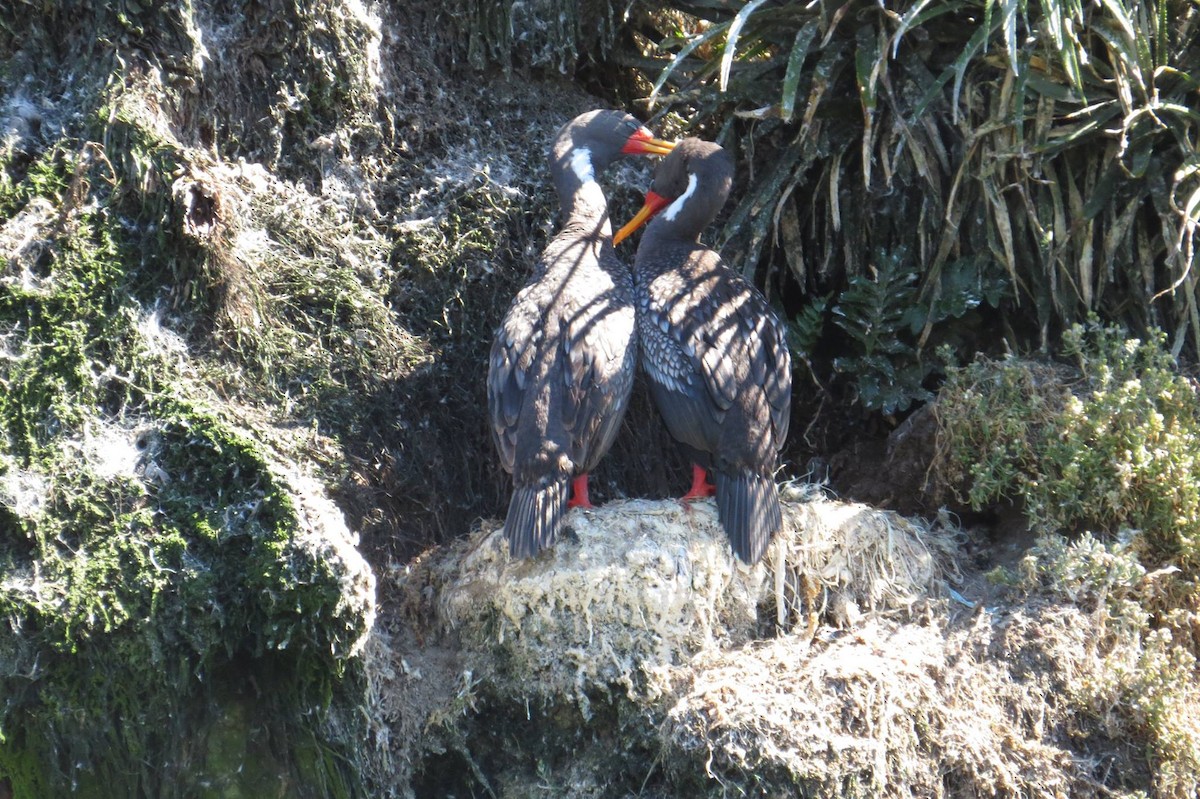 Red-legged Cormorant - ML59408091