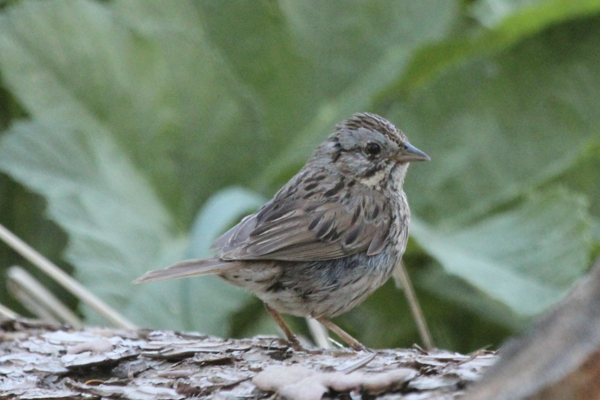 Lincoln's Sparrow - ML594082421