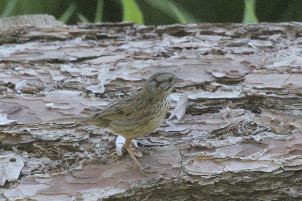 Lincoln's Sparrow - ML594082431