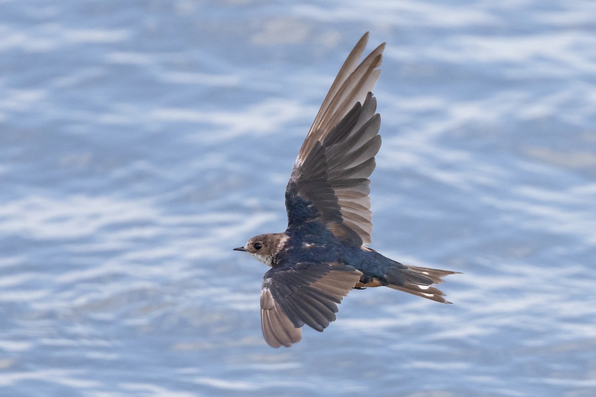 Barn Swallow - ML594082851