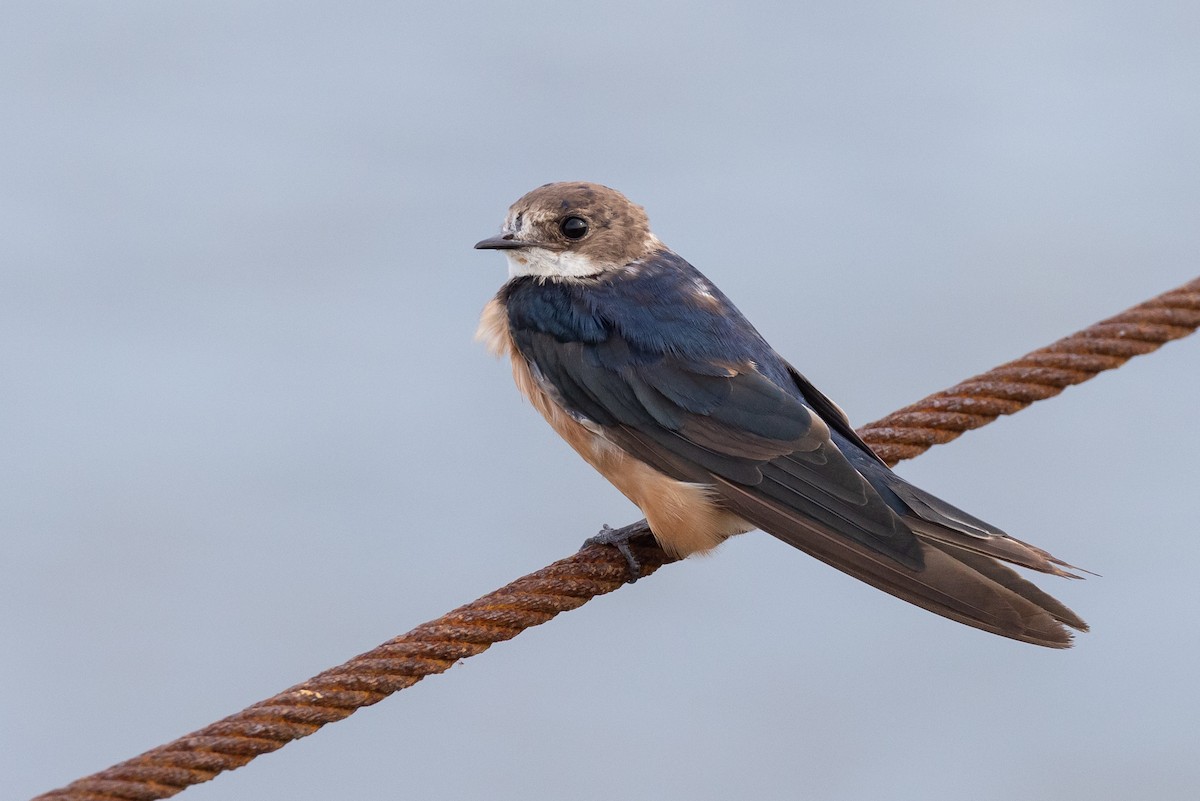 Barn Swallow - ML594082861