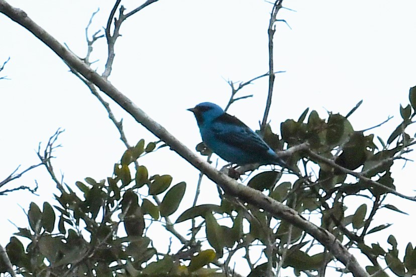 Blue Dacnis - ML594083181