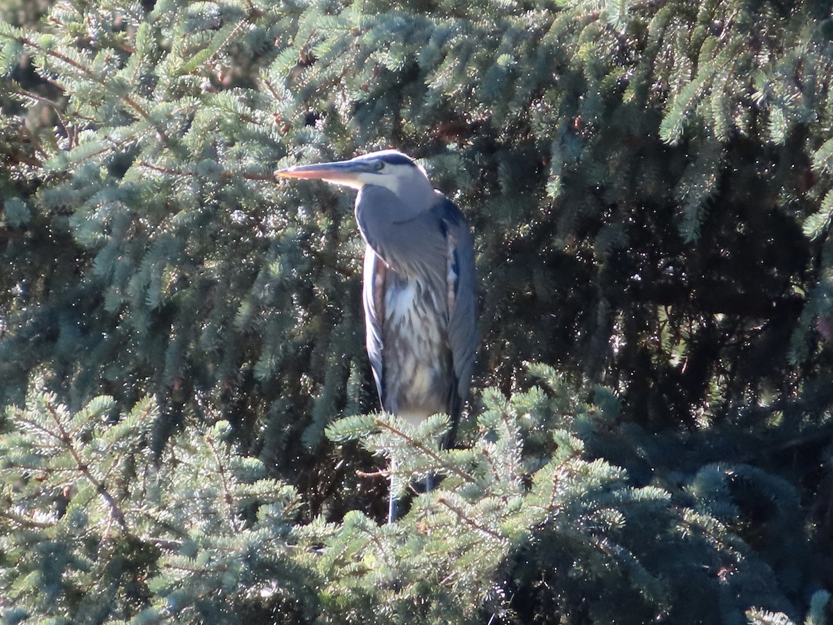 Great Blue Heron - ML594084561