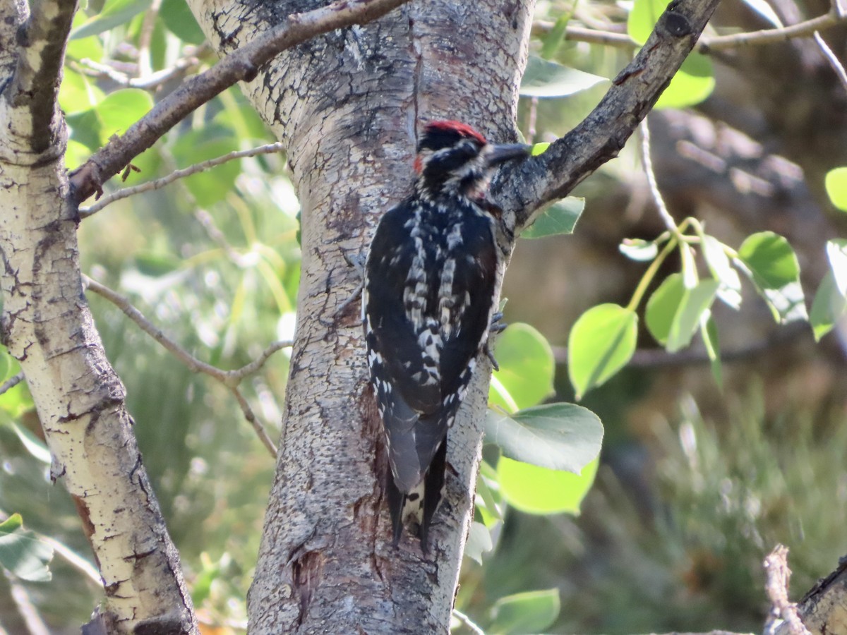 Red-naped Sapsucker - ML594084641