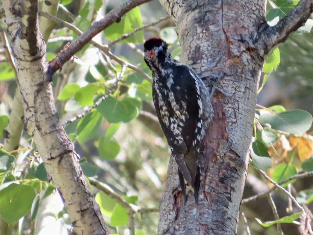 Red-naped Sapsucker - ML594084711