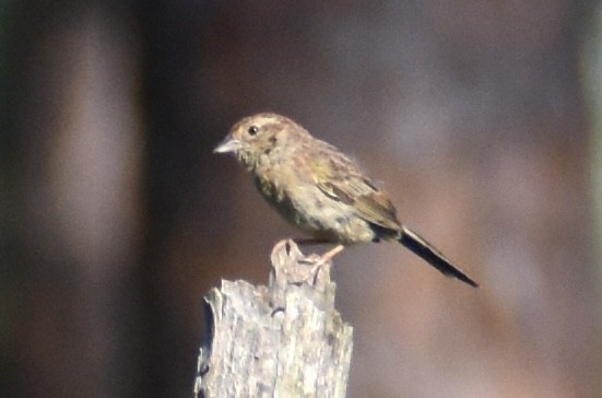 Bachman's Sparrow - ML594084791