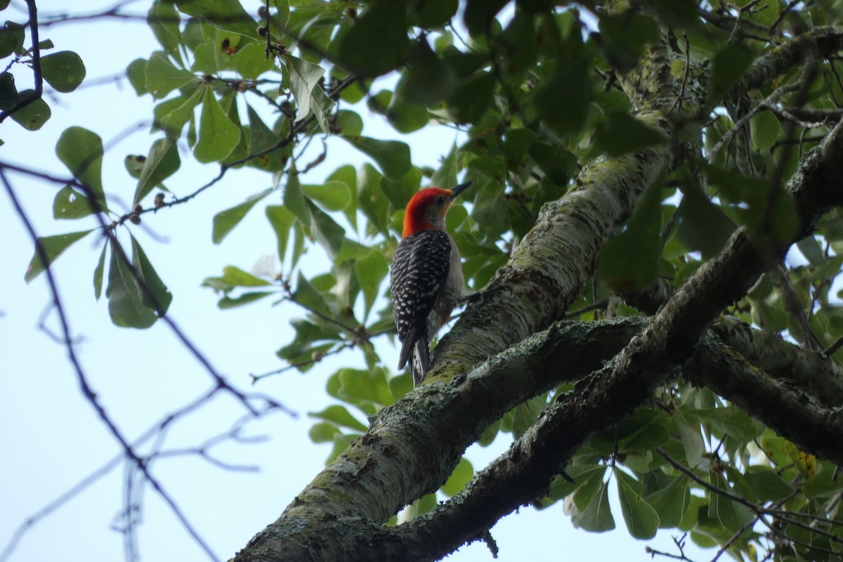 Red-bellied Woodpecker - ML594085061