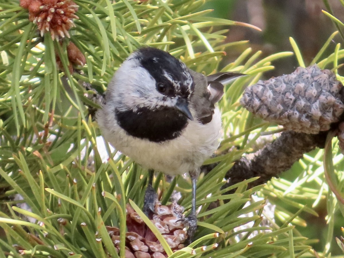 Mountain Chickadee - ML594085091