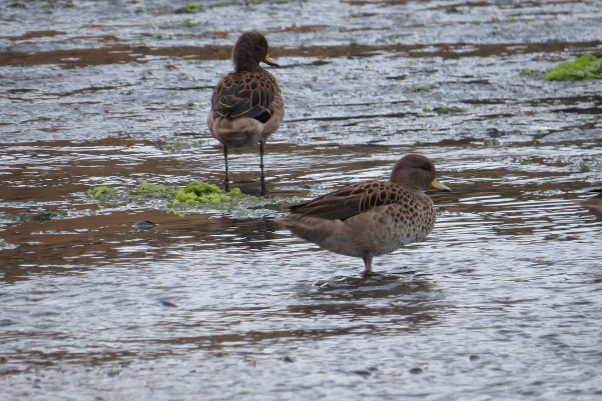 Yellow-billed Teal - ML59408591