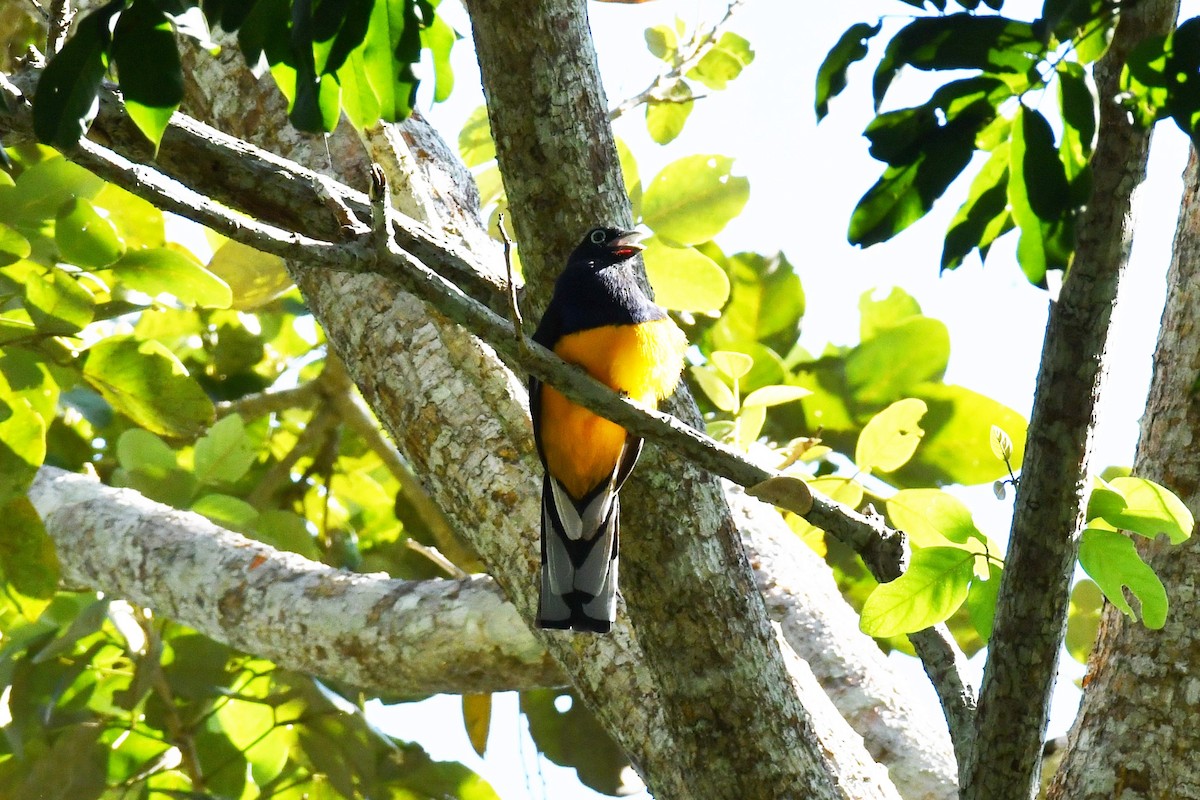 trogon zelenohřbetý - ML594086101