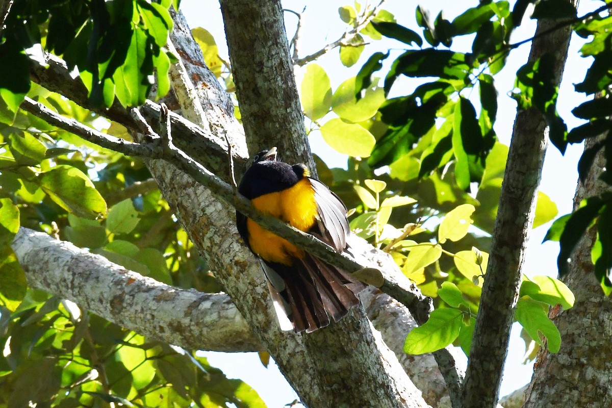 Trogon à queue blanche - ML594086171