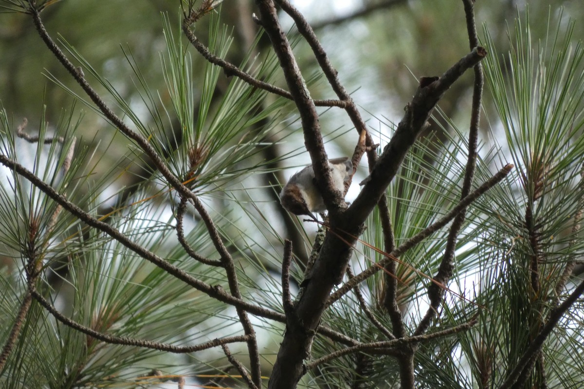 Brown-headed Nuthatch - ML594086361