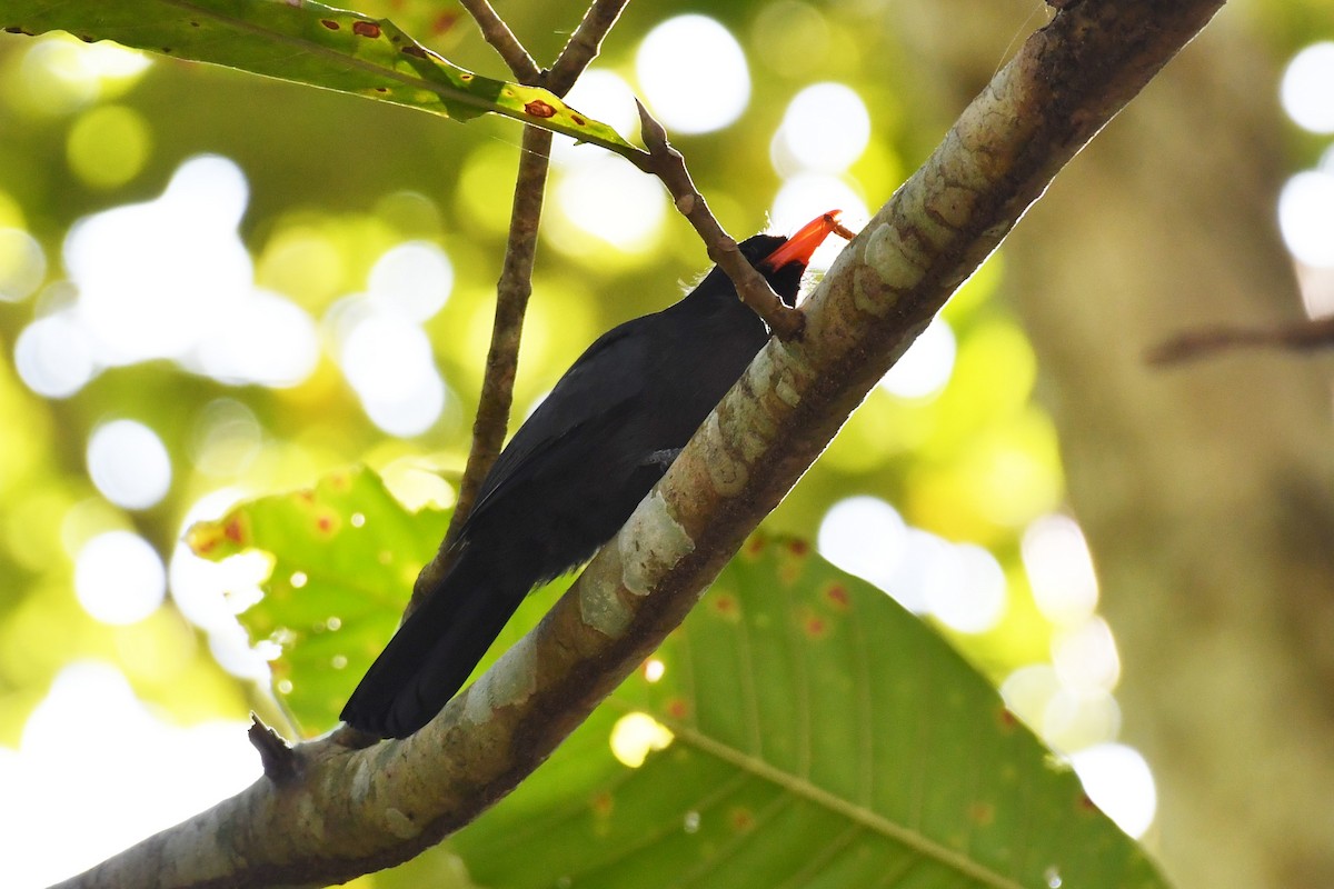 Black-fronted Nunbird - ML594086941